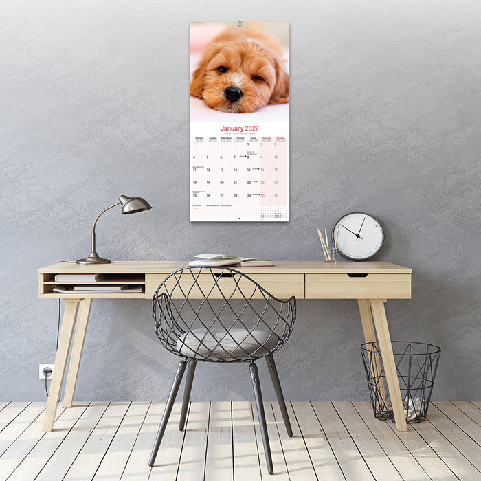 Cavoodle 2027 Square Wall Calendar