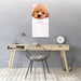 Cavoodle 2027 Square Wall Calendar