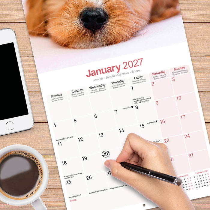 Cavoodle 2027 Square Wall Calendar