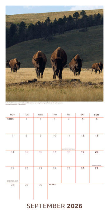 BBC Earth 2026 Square Wall Calendar