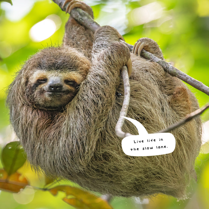 2025 Sloths Wall Calendar