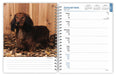 2025 Dachshunds Engagement Diary by  BrownTrout Publishers Inc from Calendar Club