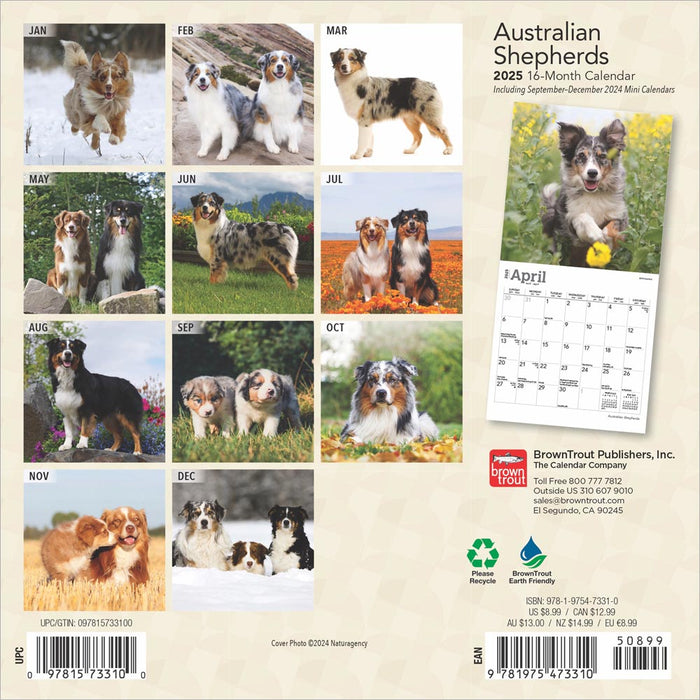 2025 Australian Shepherds Mini Wall Calendar by  BrownTrout Publishers Inc from Calendar Club