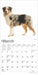 2025 Australian Shepherds Mini Wall Calendar by  BrownTrout Publishers Inc from Calendar Club