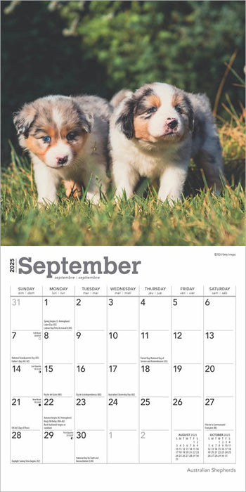 2025 Australian Shepherds Mini Wall Calendar by  BrownTrout Publishers Inc from Calendar Club