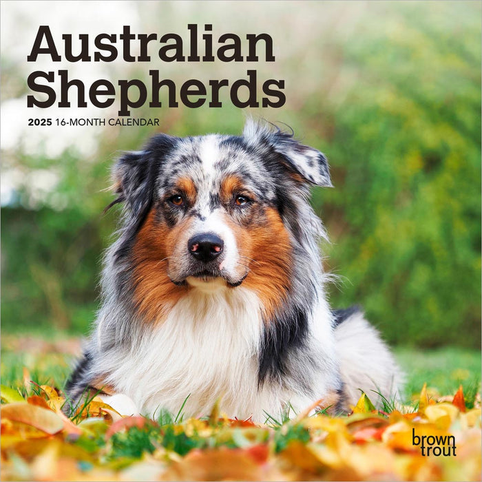 2025 Australian Shepherds Mini Wall Calendar by  BrownTrout Publishers Inc from Calendar Club