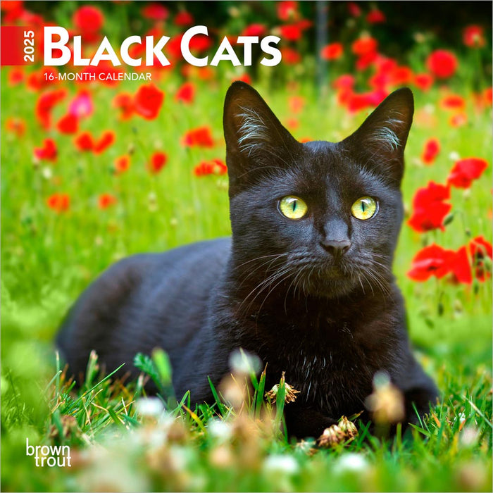 2025 Black Cats Mini Wall Calendar by  BrownTrout Publishers Inc from Calendar Club