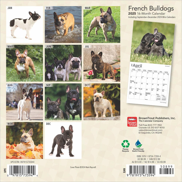 2025 French Bulldogs Mini Wall Calendar by  BrownTrout Publishers Inc from Calendar Club