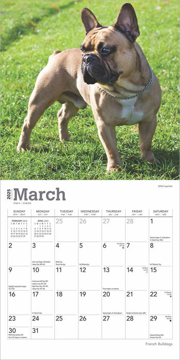 2025 French Bulldogs Mini Wall Calendar by  BrownTrout Publishers Inc from Calendar Club