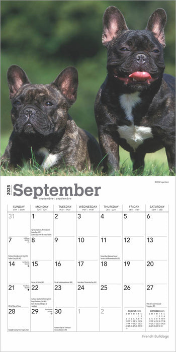 2025 French Bulldogs Mini Wall Calendar by  BrownTrout Publishers Inc from Calendar Club