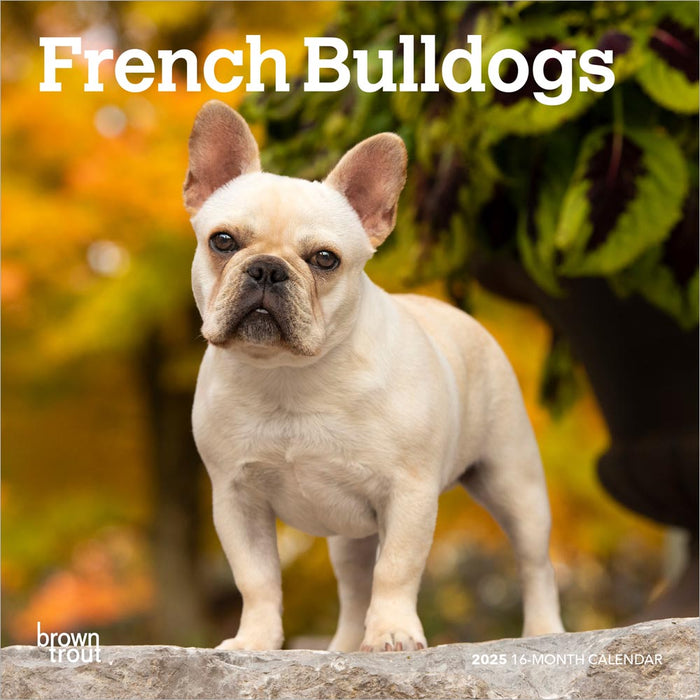 2025 French Bulldogs Mini Wall Calendar by  BrownTrout Publishers Inc from Calendar Club