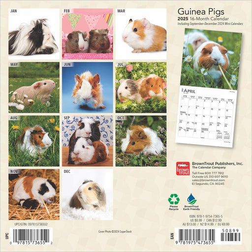 2025 Guinea Pigs Mini Wall Calendar by  BrownTrout Publishers Inc from Calendar Club