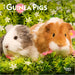 2025 Guinea Pigs Mini Wall Calendar by  BrownTrout Publishers Inc from Calendar Club