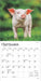 2025 Piglets Mini Wall Calendar by  BrownTrout Publishers Inc from Calendar Club