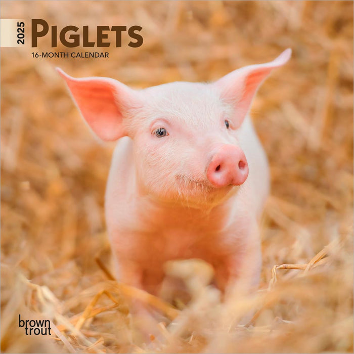 2025 Piglets Mini Wall Calendar by  BrownTrout Publishers Inc from Calendar Club