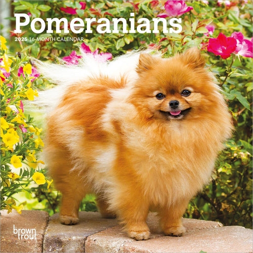 2025 Pomeranians Mini Wall Calendar by  BrownTrout Publishers Inc from Calendar Club