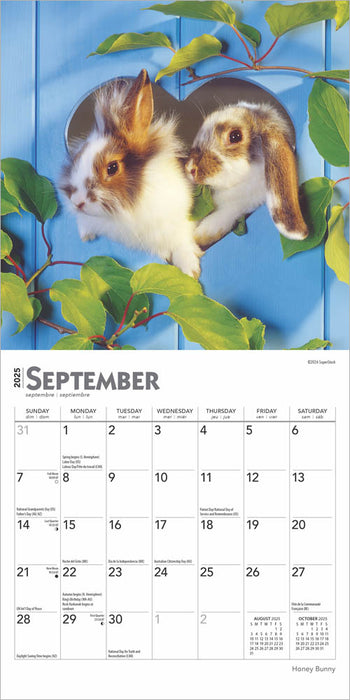 2025 Honey Bunny Mini Wall Calendar by  BrownTrout Publishers Inc from Calendar Club