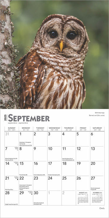 2025 Owls Mini Wall Calendar by  BrownTrout Publishers Inc from Calendar Club