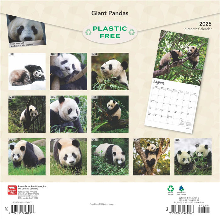 2025 Giant Pandas Wall Calendar by  BrownTrout Publishers Inc from Calendar Club