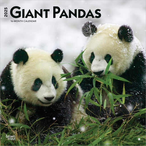 2025 Giant Pandas Wall Calendar by  BrownTrout Publishers Inc from Calendar Club