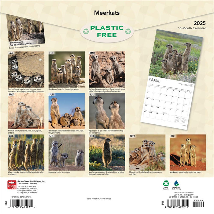 2025 Meerkats Wall Calendar by  BrownTrout Publishers Inc from Calendar Club