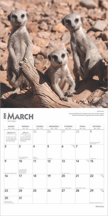 2025 Meerkats Wall Calendar by  BrownTrout Publishers Inc from Calendar Club