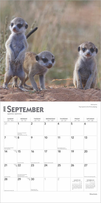 2025 Meerkats Wall Calendar by  BrownTrout Publishers Inc from Calendar Club