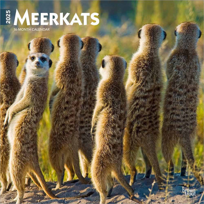 2025 Meerkats Wall Calendar by  BrownTrout Publishers Inc from Calendar Club