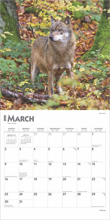 2025 Wolves Wall Calendar by  BrownTrout Publishers Inc from Calendar Club