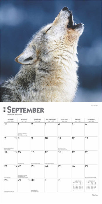 2025 Wolves Wall Calendar by  BrownTrout Publishers Inc from Calendar Club