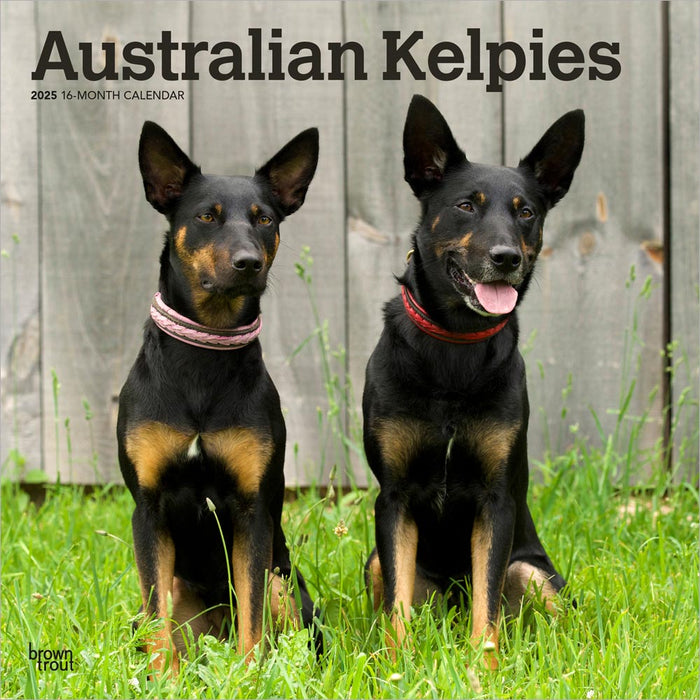 2025 Australian Kelpies Wall Calendar by  BrownTrout Publishers Inc from Calendar Club