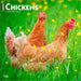 2025 Chickens Wall Calendar by  BrownTrout Publishers Inc from Calendar Club