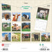 2025 Cows Wall Calendar by  BrownTrout Publishers Inc from Calendar Club