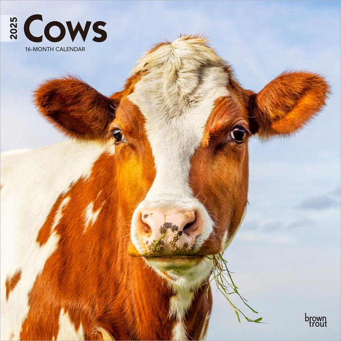 2025 Cows Wall Calendar by  BrownTrout Publishers Inc from Calendar Club