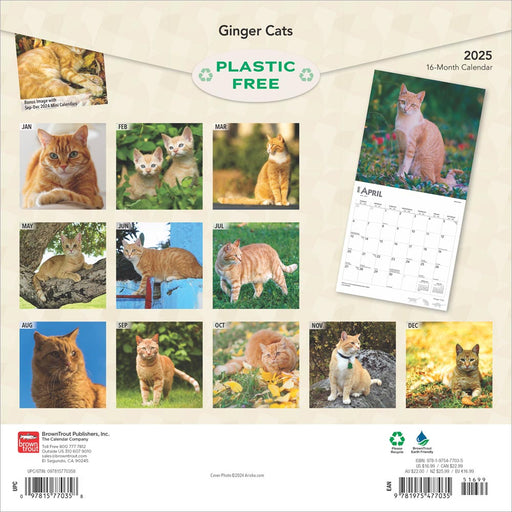 2025 Ginger Cats Wall Calendar by  BrownTrout Publishers Inc from Calendar Club