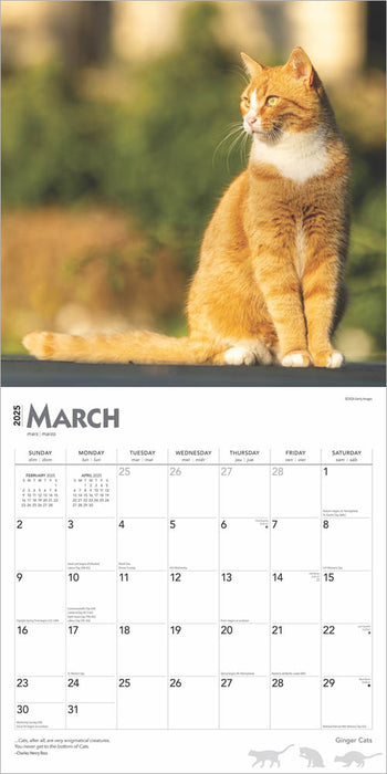 2025 Ginger Cats Wall Calendar by  BrownTrout Publishers Inc from Calendar Club