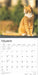 2025 Ginger Cats Wall Calendar by  BrownTrout Publishers Inc from Calendar Club