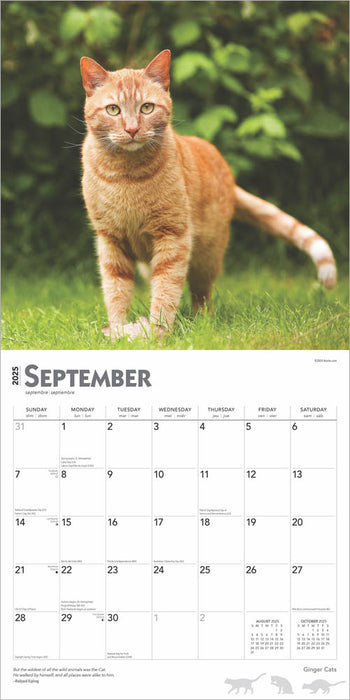 2025 Ginger Cats Wall Calendar by  BrownTrout Publishers Inc from Calendar Club