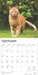 2025 Ginger Cats Wall Calendar by  BrownTrout Publishers Inc from Calendar Club