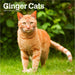 2025 Ginger Cats Wall Calendar by  BrownTrout Publishers Inc from Calendar Club