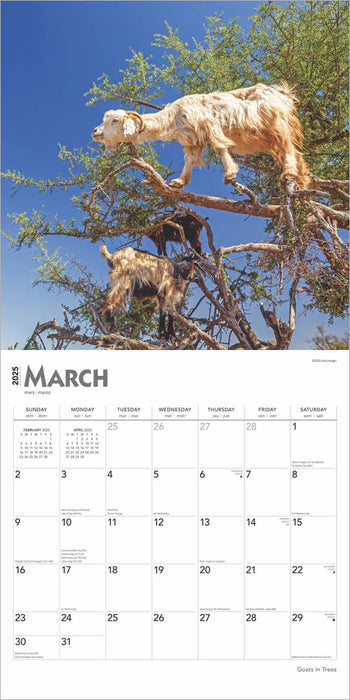 2025 Goats in Trees Wall Calendar by  BrownTrout Publishers Inc from Calendar Club