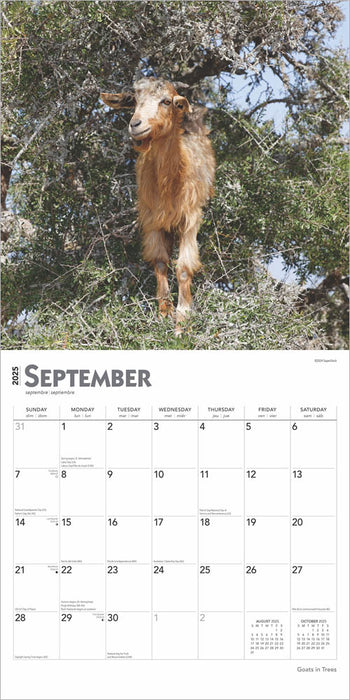 2025 Goats in Trees Wall Calendar by  BrownTrout Publishers Inc from Calendar Club