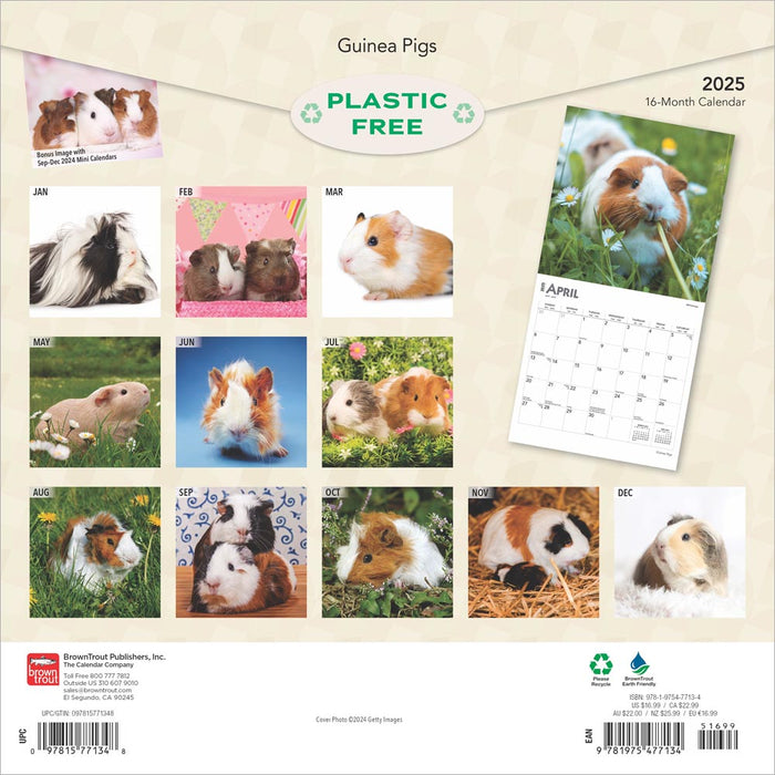 2025 Guinea Pigs Wall Calendar by  BrownTrout Publishers Inc from Calendar Club