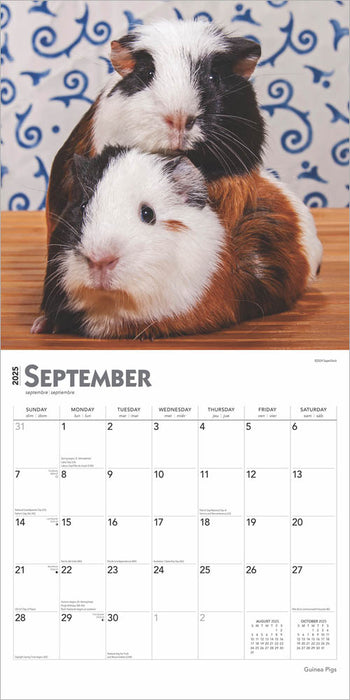 2025 Guinea Pigs Wall Calendar by  BrownTrout Publishers Inc from Calendar Club