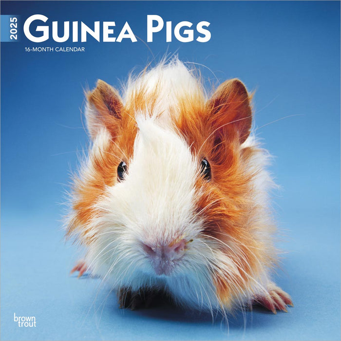 2025 Guinea Pigs Wall Calendar by  BrownTrout Publishers Inc from Calendar Club