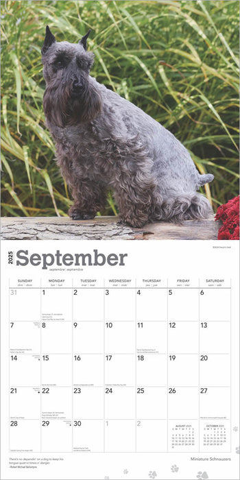 2025 Schnauzers Miniature Wall Calendar by  BrownTrout Publishers Inc from Calendar Club