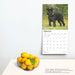 2025 Schnauzers Miniature Wall Calendar by  BrownTrout Publishers Inc from Calendar Club