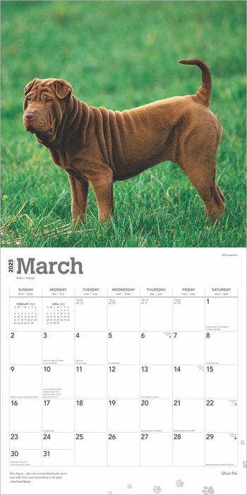 2025 Shar Pei Wall Calendar (Online Exclusive) by  BrownTrout Publishers Inc from Calendar Club