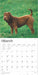 2025 Shar Pei Wall Calendar (Online Exclusive) by  BrownTrout Publishers Inc from Calendar Club