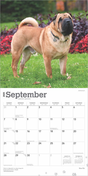 2025 Shar Pei Wall Calendar (Online Exclusive) by  BrownTrout Publishers Inc from Calendar Club